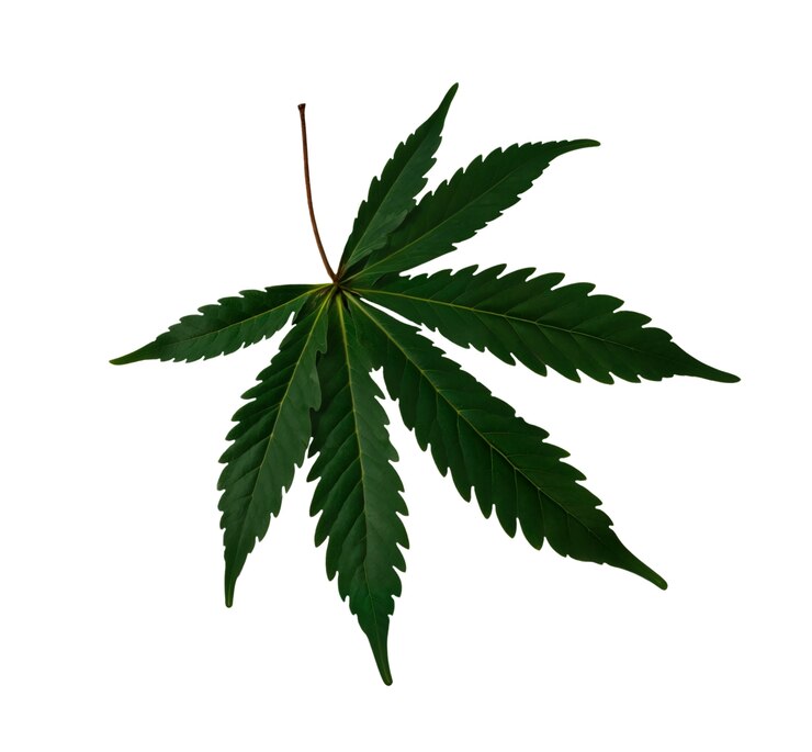 Free PSD close up on weed leaf isolated