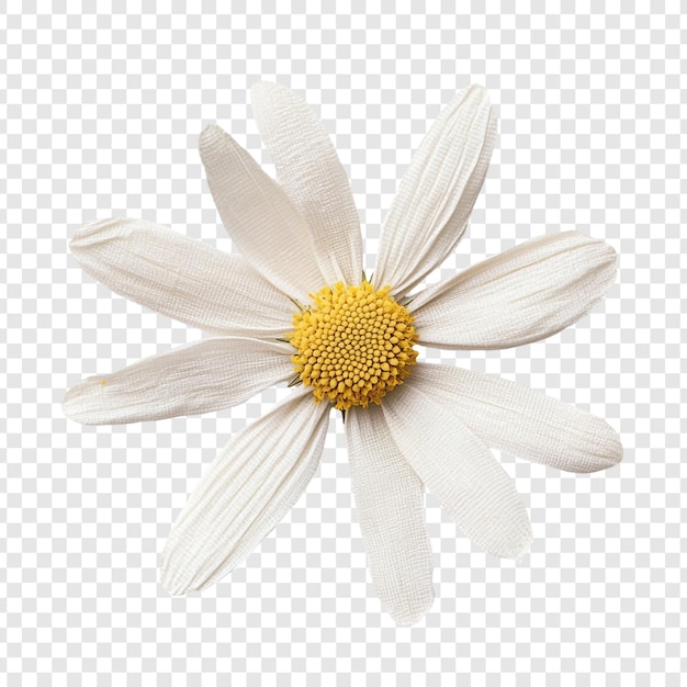 순수 한 색 다이시 꽃 의 클로즈업
