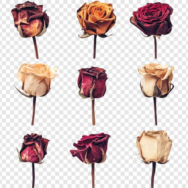 collection of dried roses a still life of withered beauty
