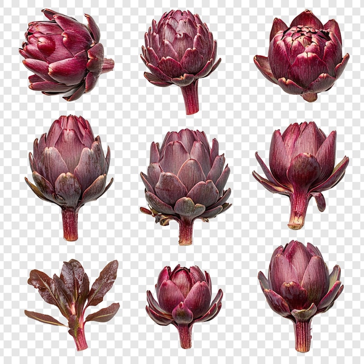 Free PSD collection of nine purple artichokes a culinary delight