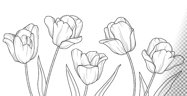 Free PSD collection of tulip flowers doodles