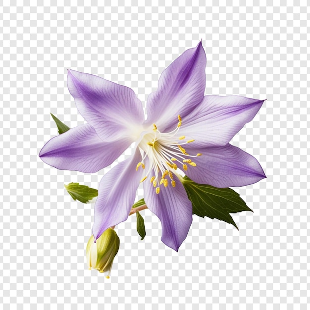 Fiore di colombina isolato su sfondo trasparente