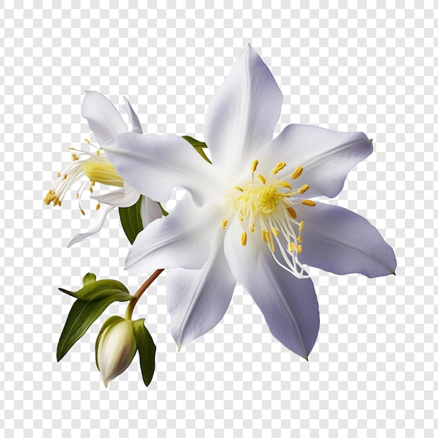 Columbine flower isolated on transparent background