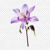 Free PSD columbine flower png isolated on transparent background