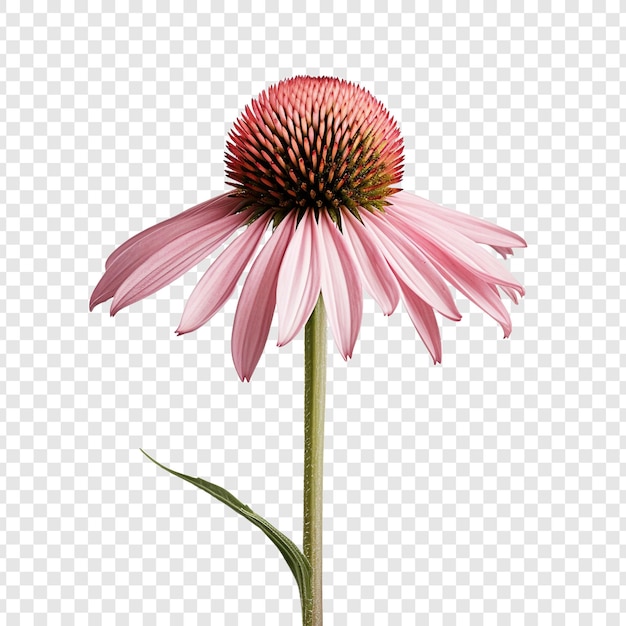 PSD gratuito echinacea isolata su sfondo trasparente