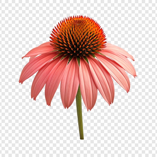 Free PSD coneflower isolated on transparent background