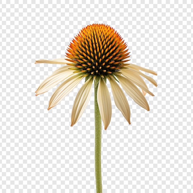 Free PSD coneflower isolated on transparent background