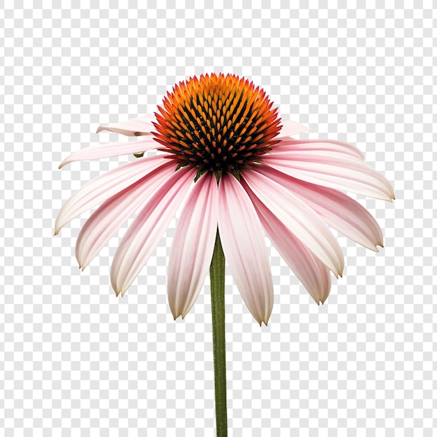 Free PSD coneflower isolated on transparent background