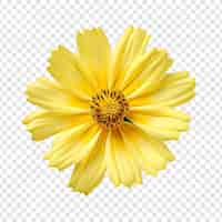 Free PSD coreopsis flower isolated on transparent background