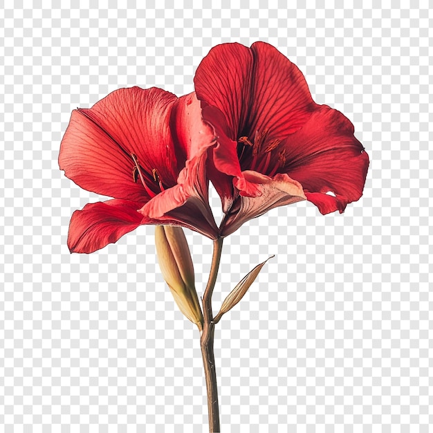 紅色花朵:兩朵紅色的花朵的精彩近距離拍攝