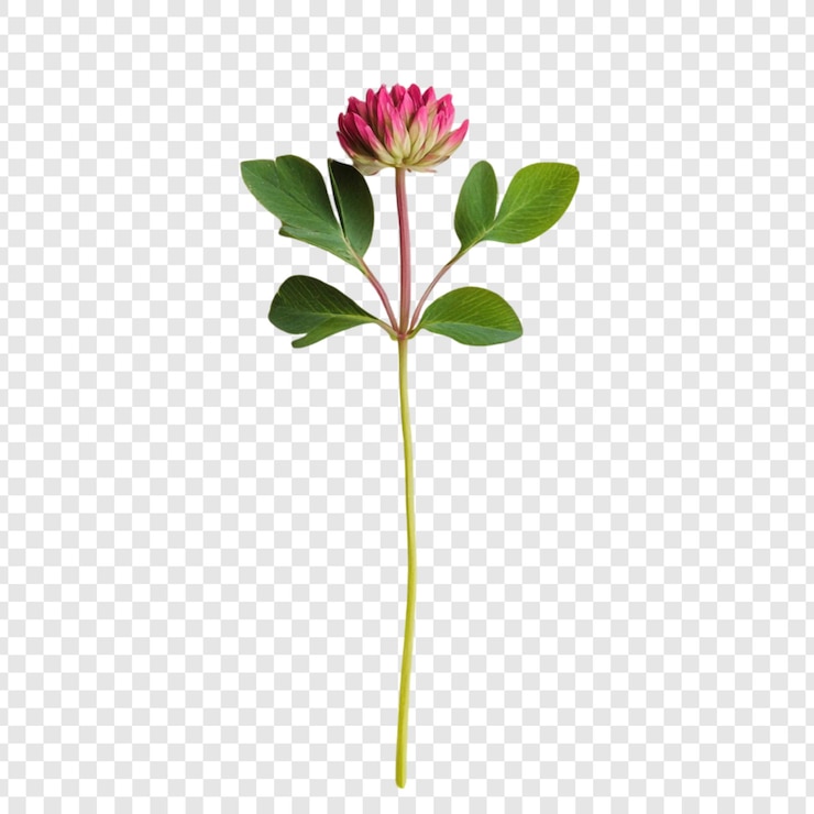 Free PSD crimson clover blossom a single stem of vibrant pink