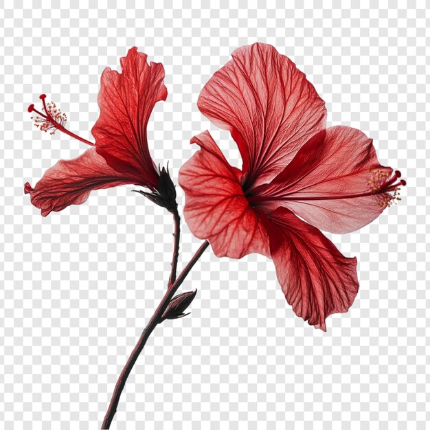 紅色花<unk>開花 一個紅色研究