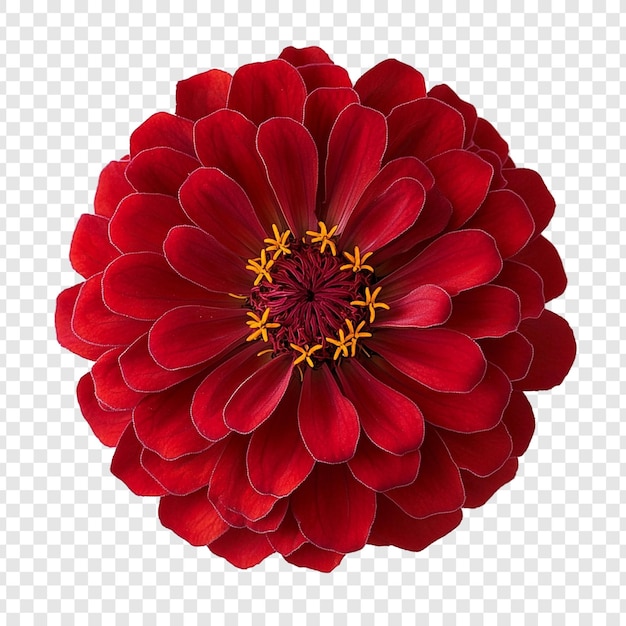 crimson zinnia a stunning closeup of a vibrant red flower