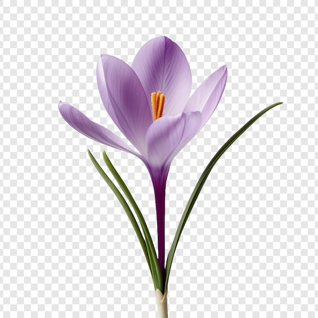 Free PSD crocus flower isolated on transparent background