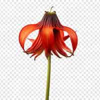 Free PSD crown imperial flower isolated on transparent background