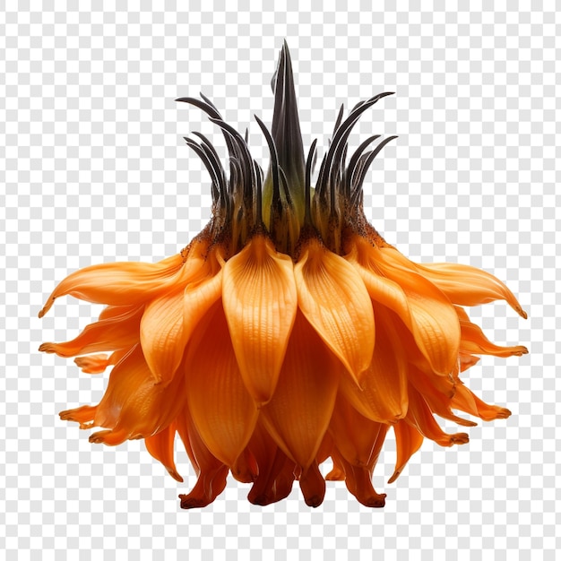 Free PSD crown imperial flower isolated on transparent background