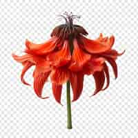 Free PSD crown imperial flower isolated on transparent background