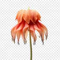 Free PSD crown imperial flower isolated on transparent background
