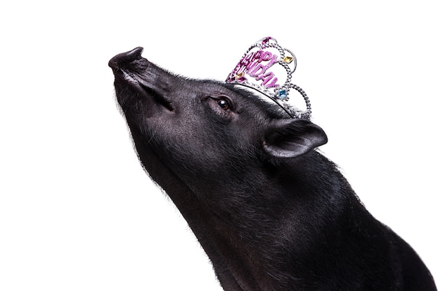 Cute black pig pet portrait