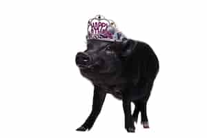 Free PSD cute black pig pet portrait