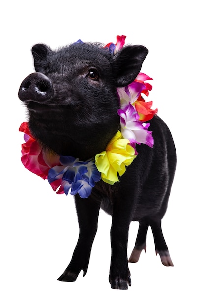 Free PSD cute black pig pet portrait