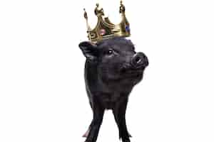 PSD gratuito carino ritratto dell'animale domestico di maiale nero