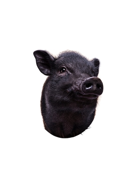 Cute black pig pet portrait