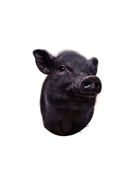 かわいい黒豚のペットの肖像画