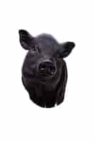 Free PSD cute black pig pet portrait