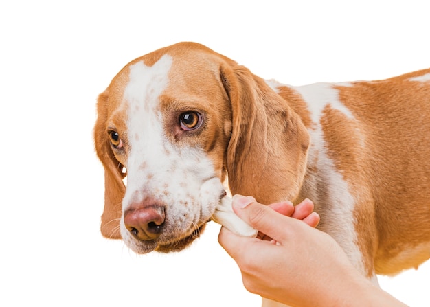 かわいい茶色と白の犬のシーン