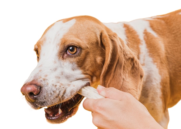 かわいい茶色と白の犬のシーン