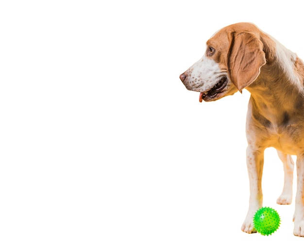 Cute brown and white dog scene