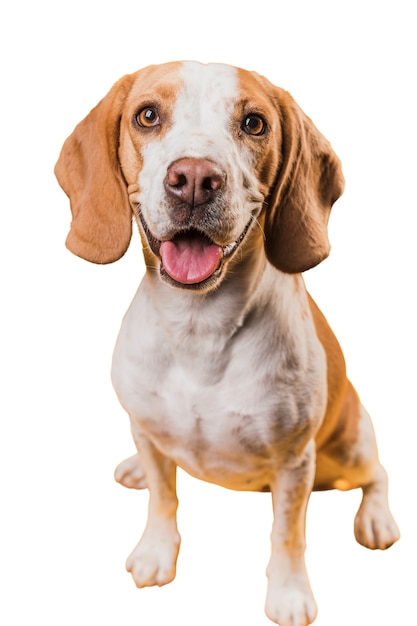 Cute brown and white dog scene