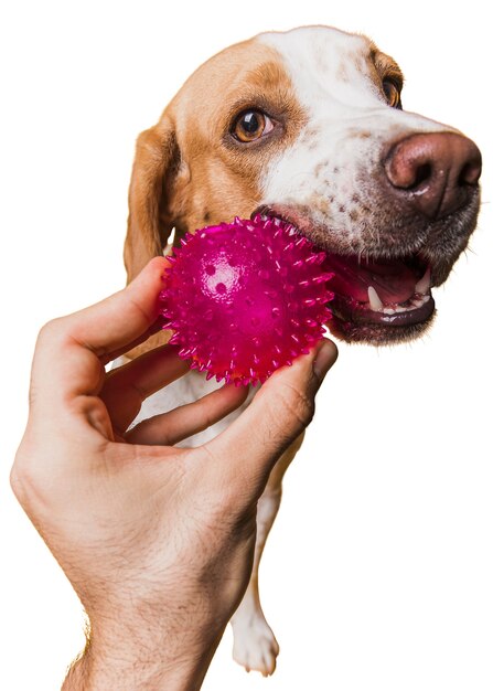 かわいい茶色と白の犬のシーン