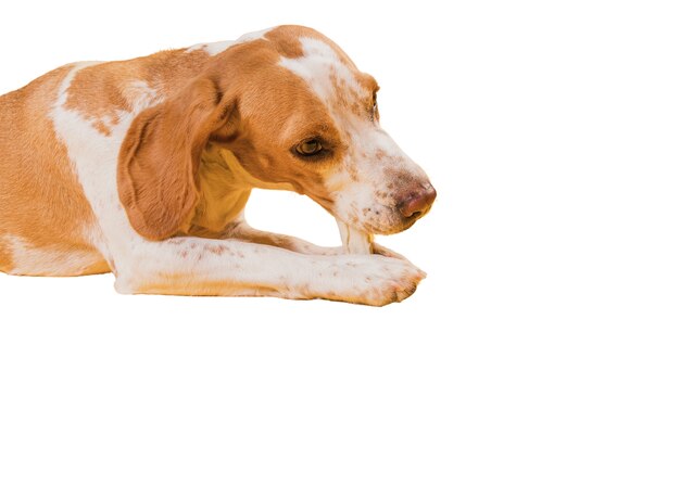 Cute brown and white dog scene