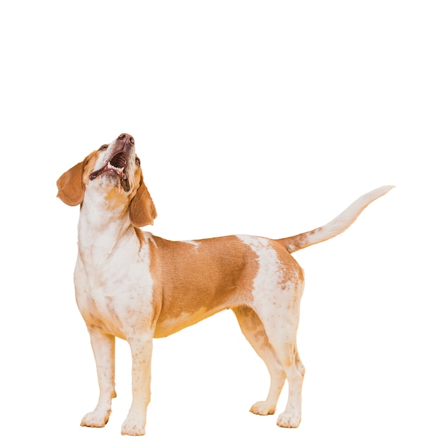 PSD gratuito simpatica scena di cane marrone e bianco