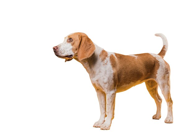 かわいい茶色と白の犬のシーン