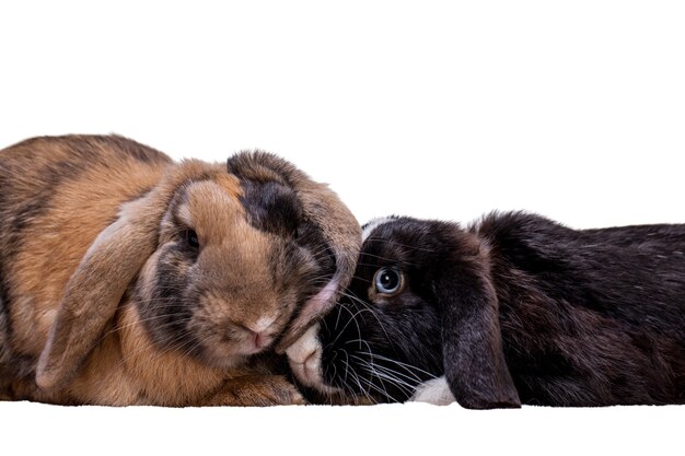 cute bunnies pet portrait
