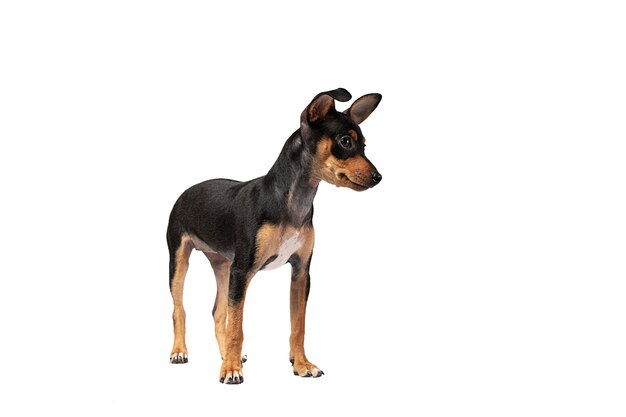 cute dog portrait isolated