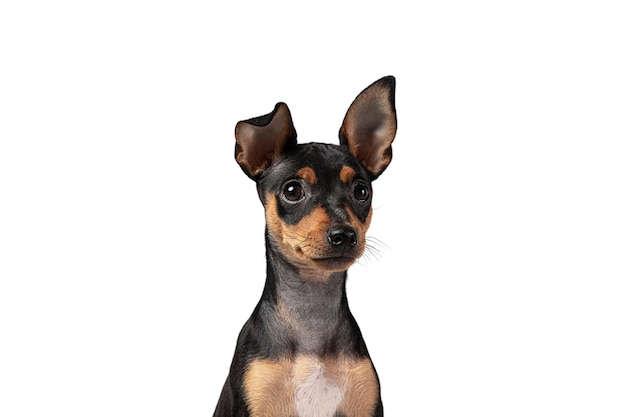 cute dog portrait isolated