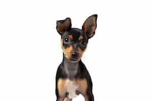 Free PSD cute dog portrait isolated