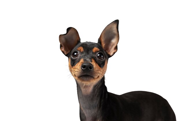 分離されたかわいい犬の肖像画