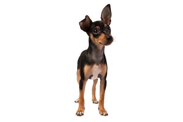 Cute dog portrait isolated