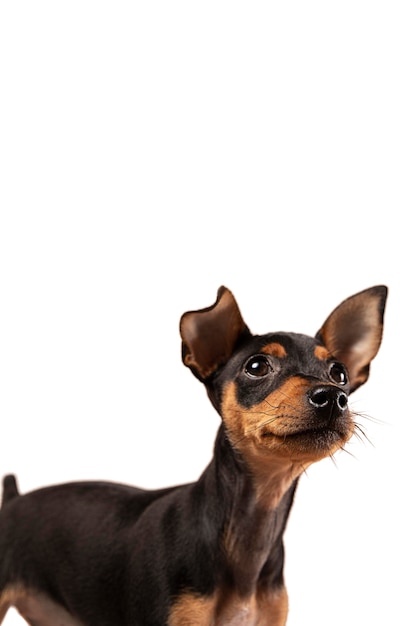 cute dog portrait isolated