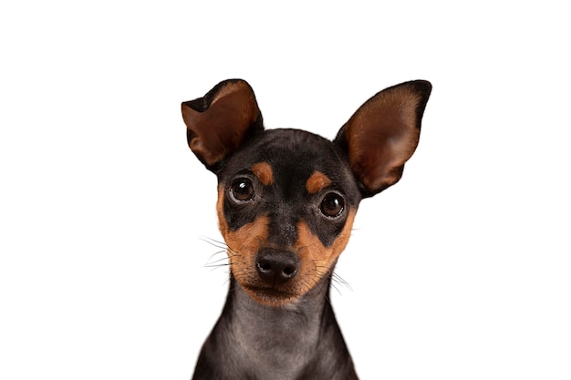 Cute dog portrait isolated