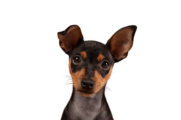Cute dog portrait isolated