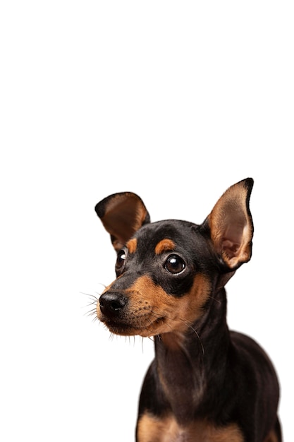 Free PSD cute dog portrait isolated