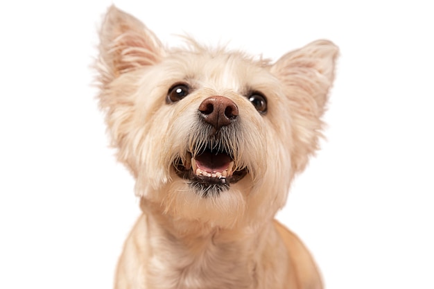 Cute dog portrait isolated