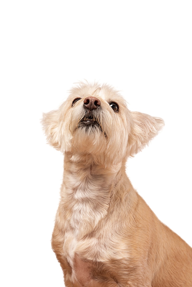 無料PSD 分離されたかわいい犬の肖像画