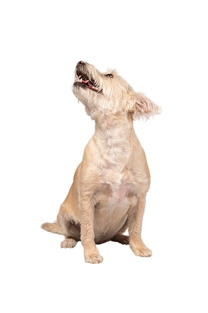 Cute dog portrait isolated